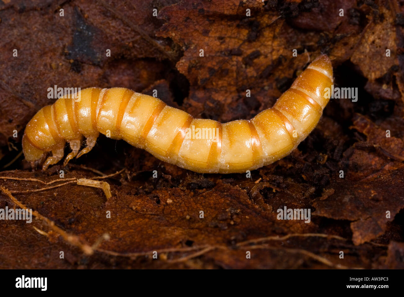 Darkling beetle Tenebrio molitor Larva in leaf mould Stock Photo 5372610 Alamy