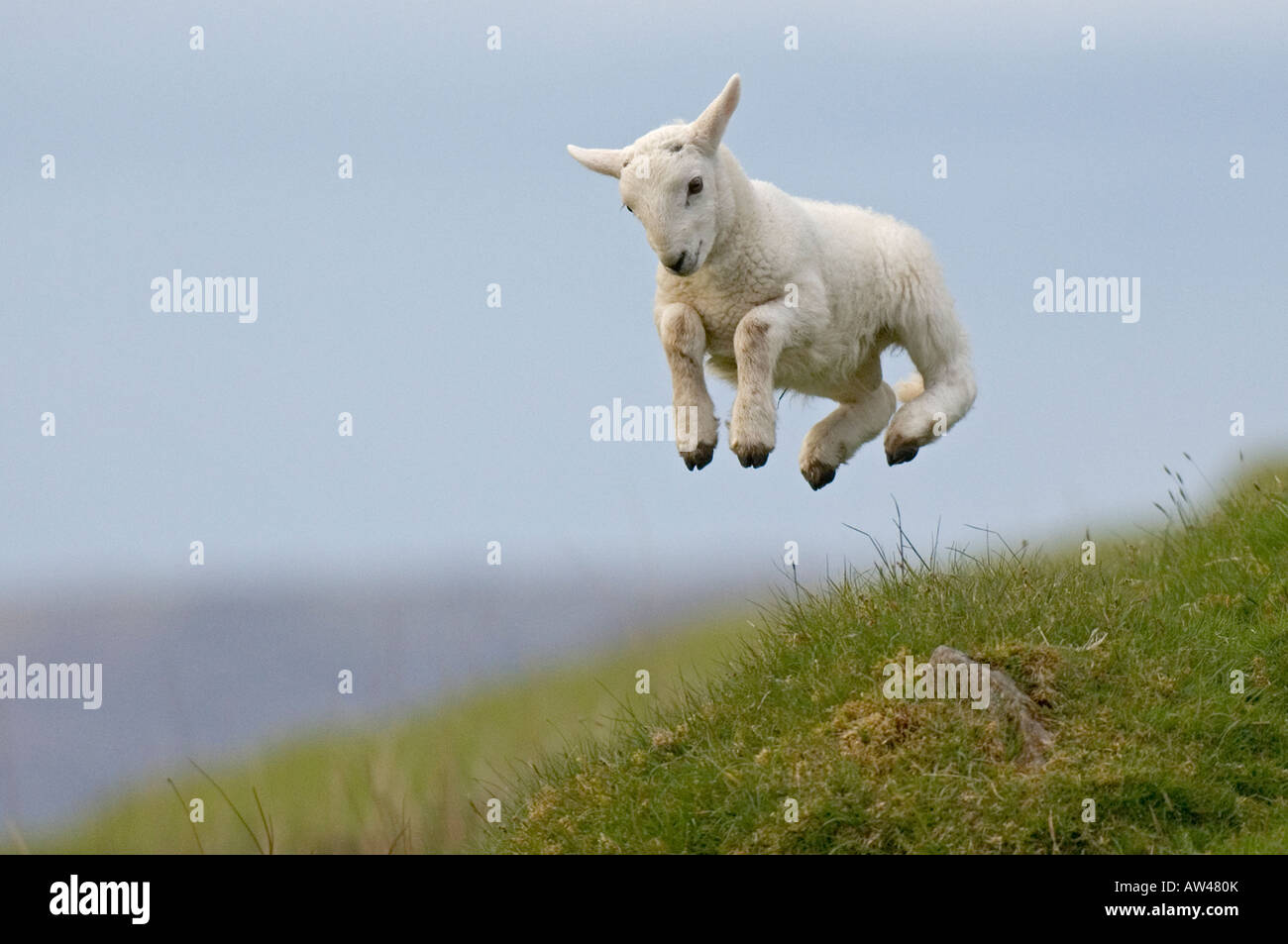 spring-lamb-AW480K.jpg