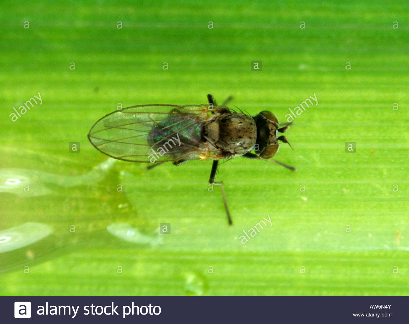 Rice whorl maggot Hydrellia philippina adult fly on rice leaf Stock Photo, Royalty Free Image