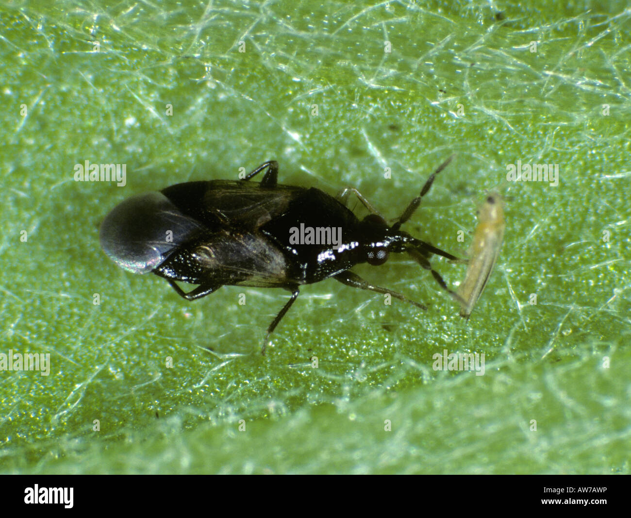 a flower bug orius laevigatus feeding on a western flower thrip frankliniella occidentalis stock image a flower bug orius laevigatus feeding on a western flower thrip frankliniella occidentalis stock image