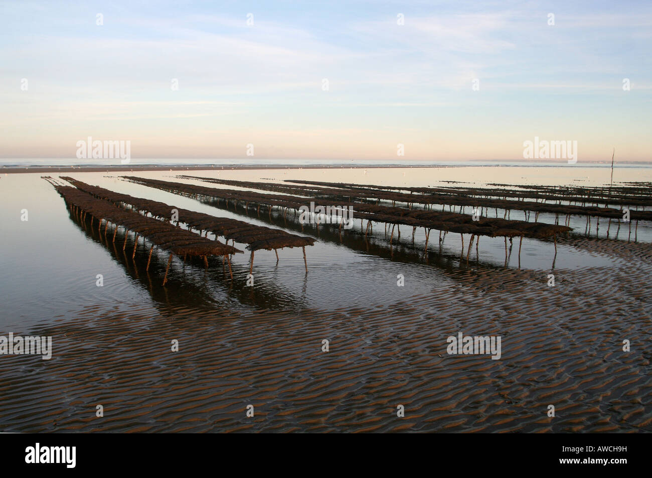 oyster beds at low tide on an oyster park utah beach basse normandy AWCH9H