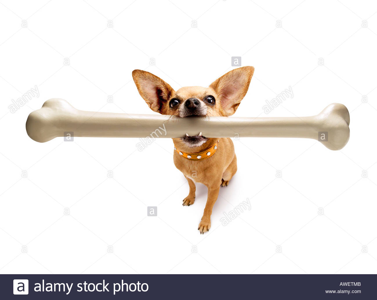 small-chihuahua-dog-holding-a-very-large