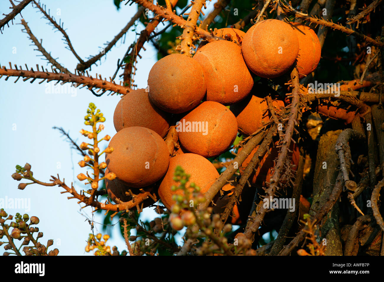 fruits of guyana south america fruits of guyana south america