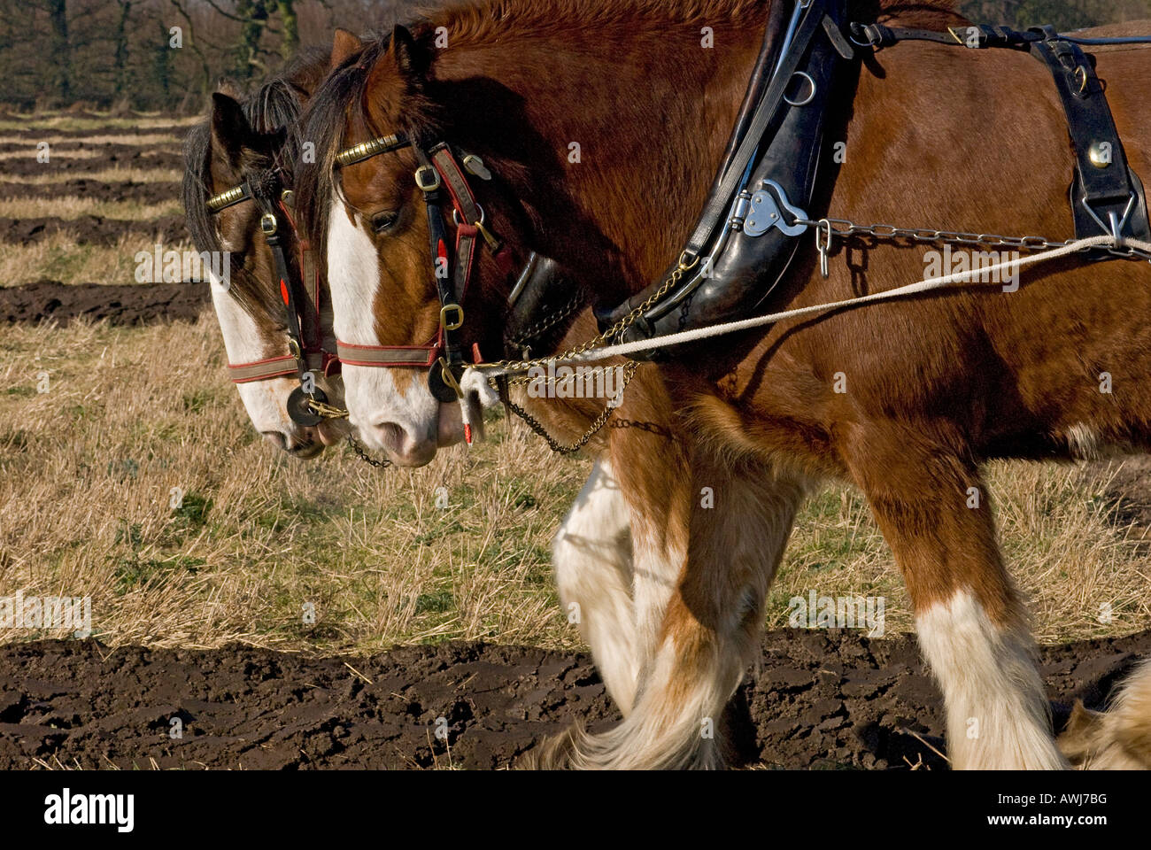 Shire horses pulling a plough Stock Photo, Royalty Free Image 16591923