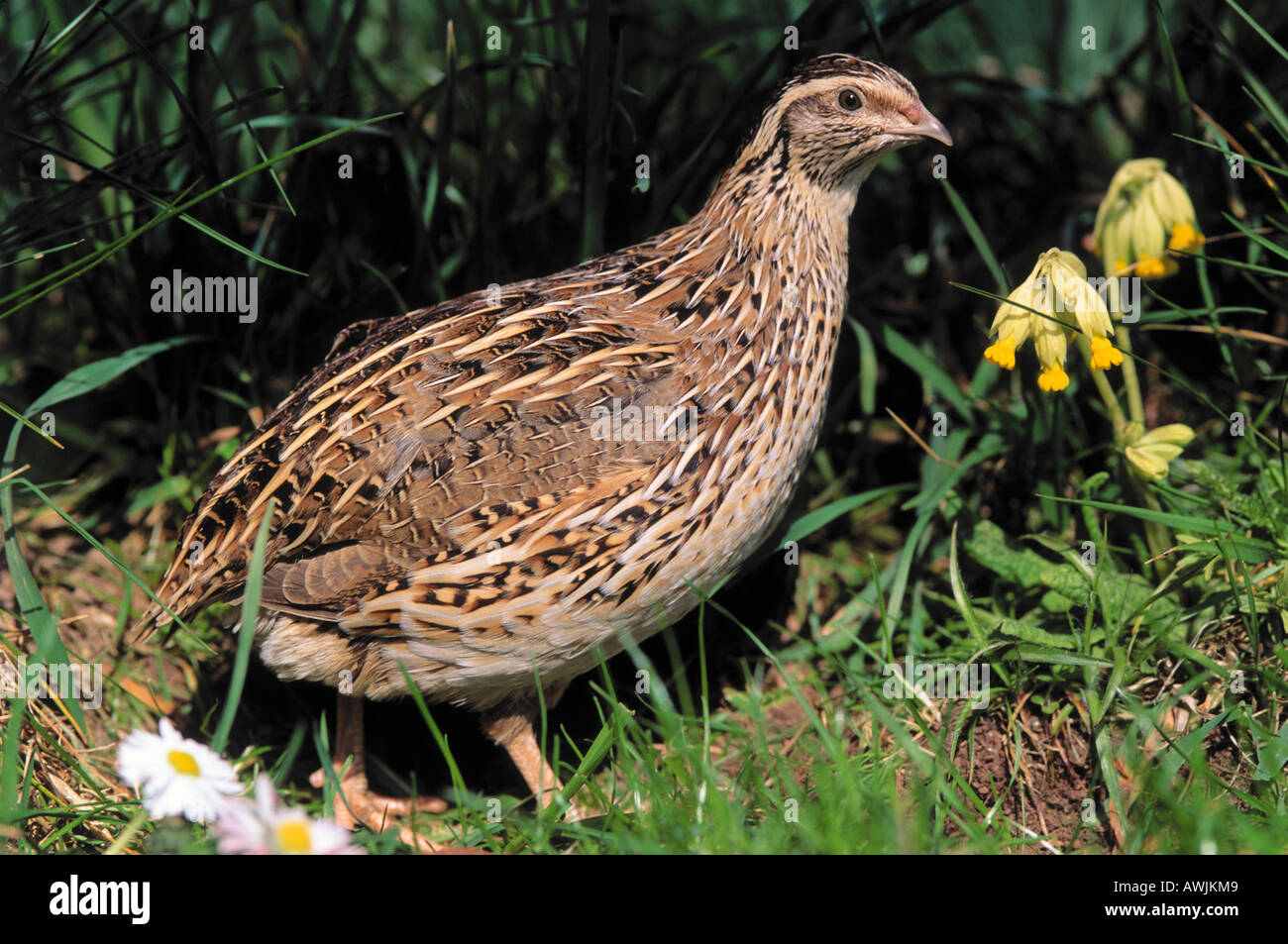 common quail / Coturnix coturnix Stock Photo, Royalty Free Image