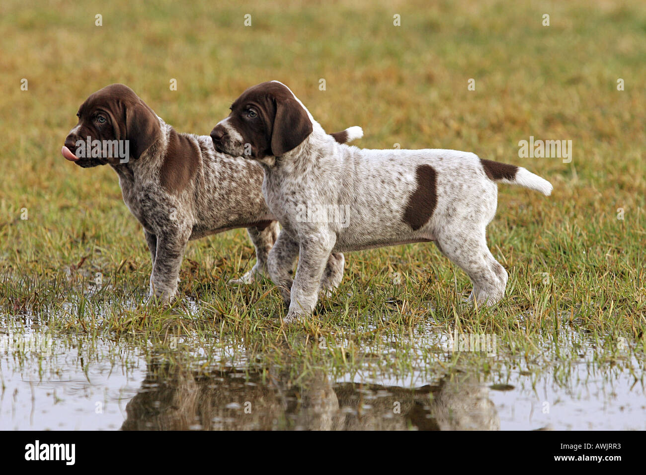 free german shorthaired pointer puppies pointer puppies www pixshark images galleries with a bite free german shorthaired pointer puppies pointer puppies www pixshark images galleries with a bite