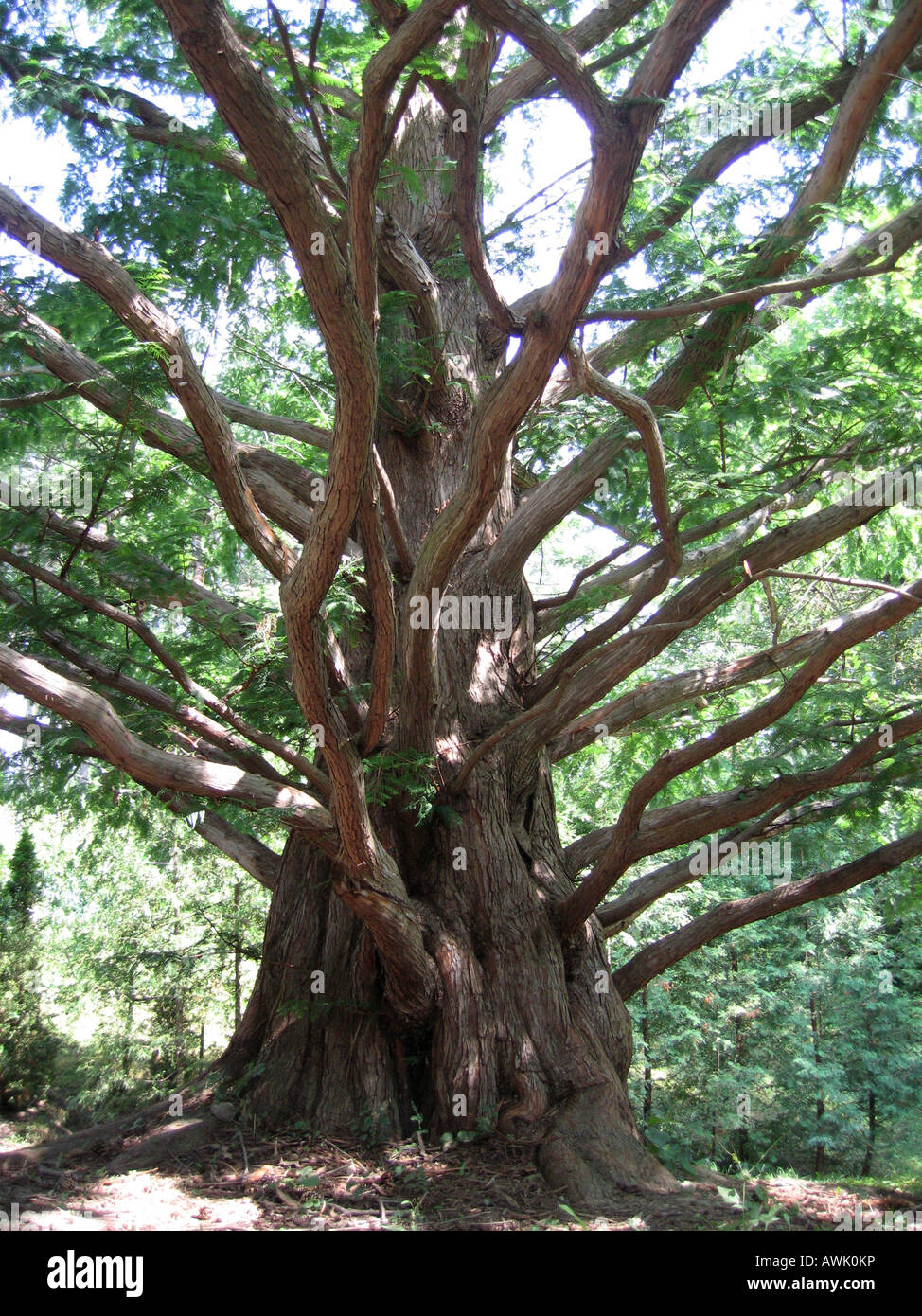 A Metasequoia glyptostroboides (dawn redwood) in a Canadian forest