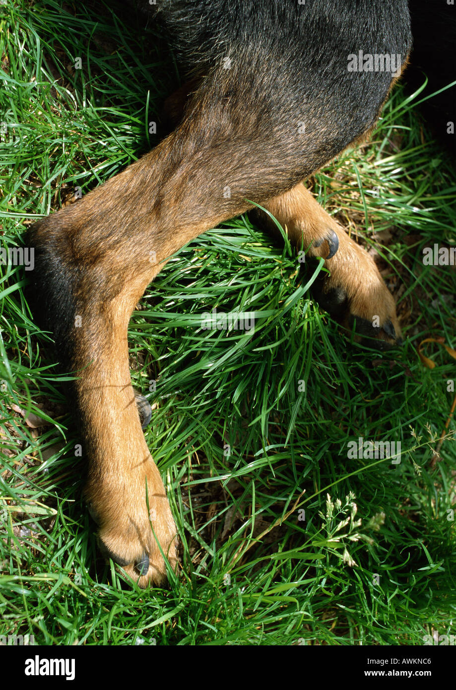 [Image: dogs-hind-legs-lying-down-AWKNC6.jpg]