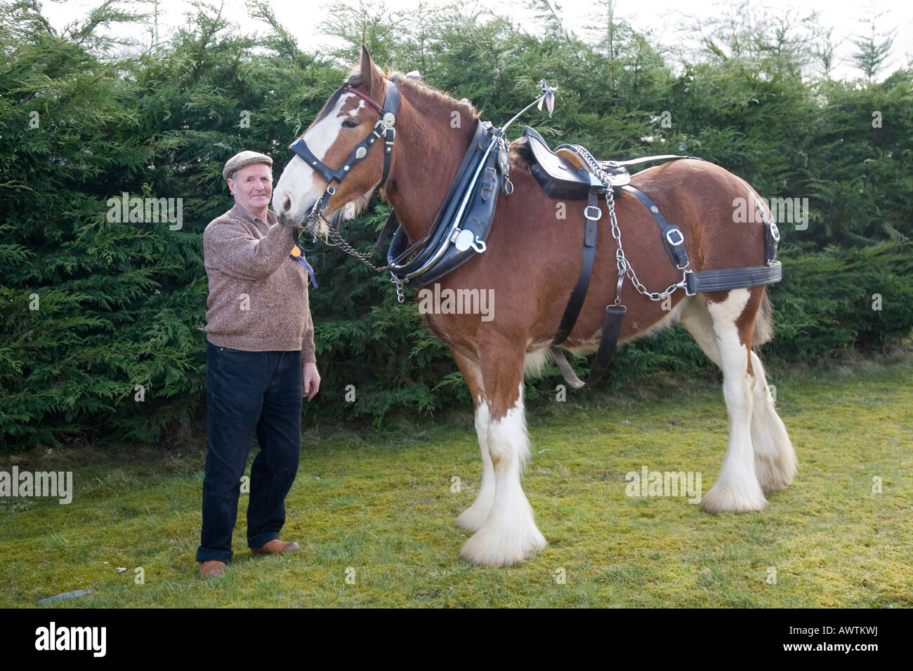 Clydesdale Horse in Harness with Handler, Scotland, UK Stock Photo