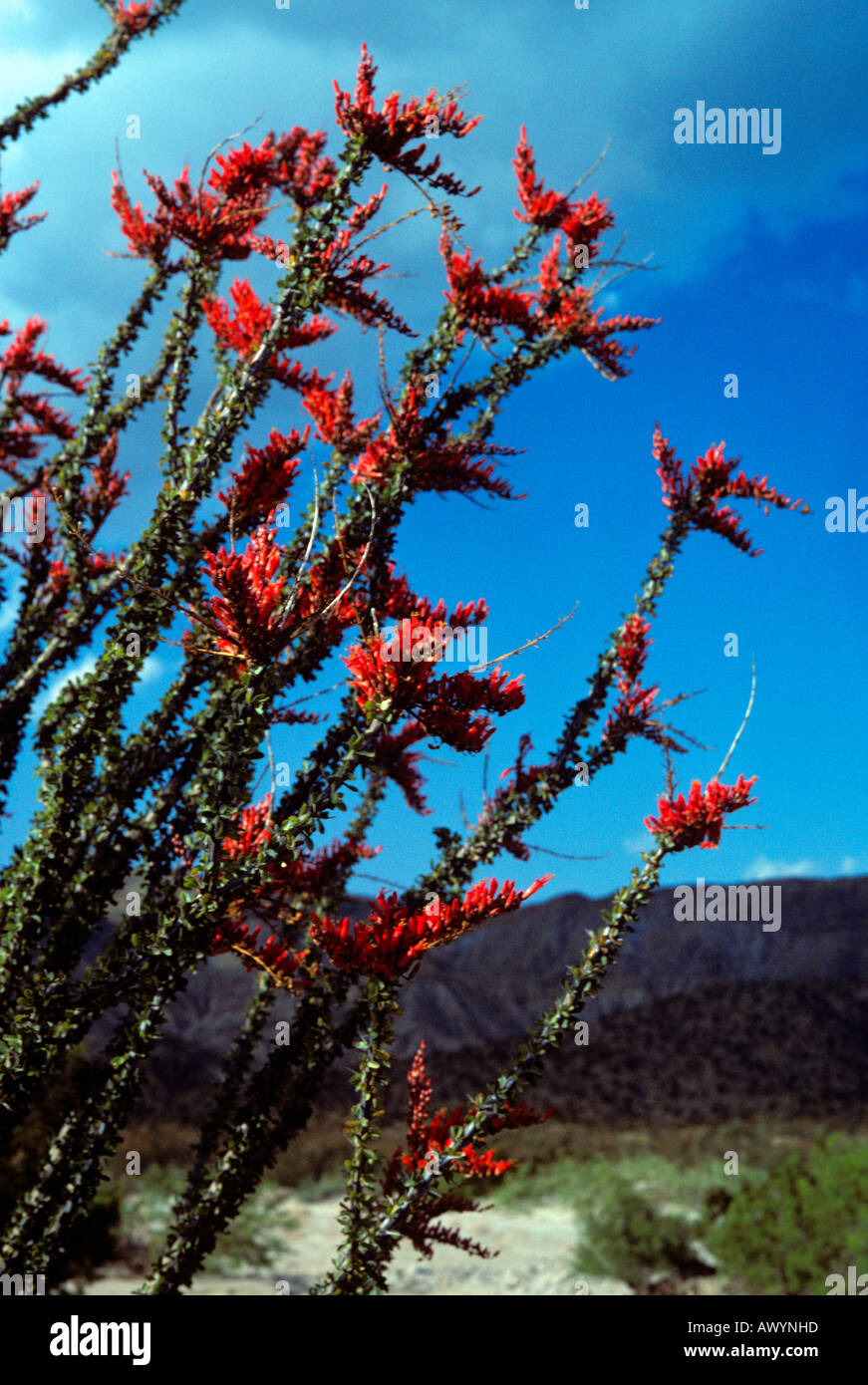 Ocotillo in bloom. Borrego Springs, California. Anza Borrego State