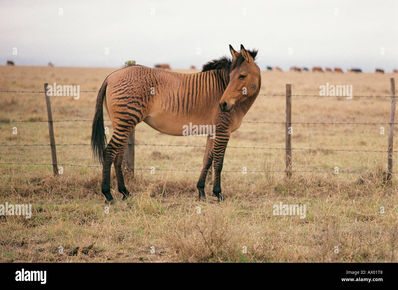 Zebroid or sterile hybrid of horse and Grevy s Zebra on a ranch near