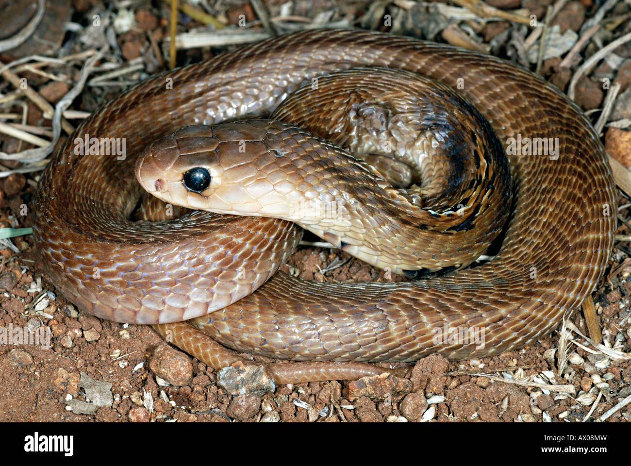 SPECTACLED COBRA. Naja naja. Venomous, common. Genus of venomous Stock