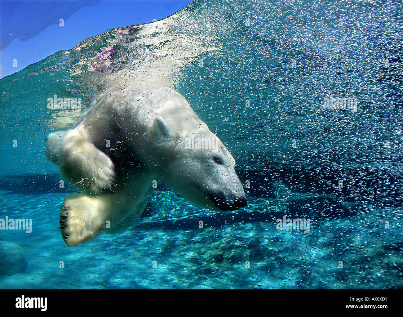polar-bear-diving-AX0XDY.jpg