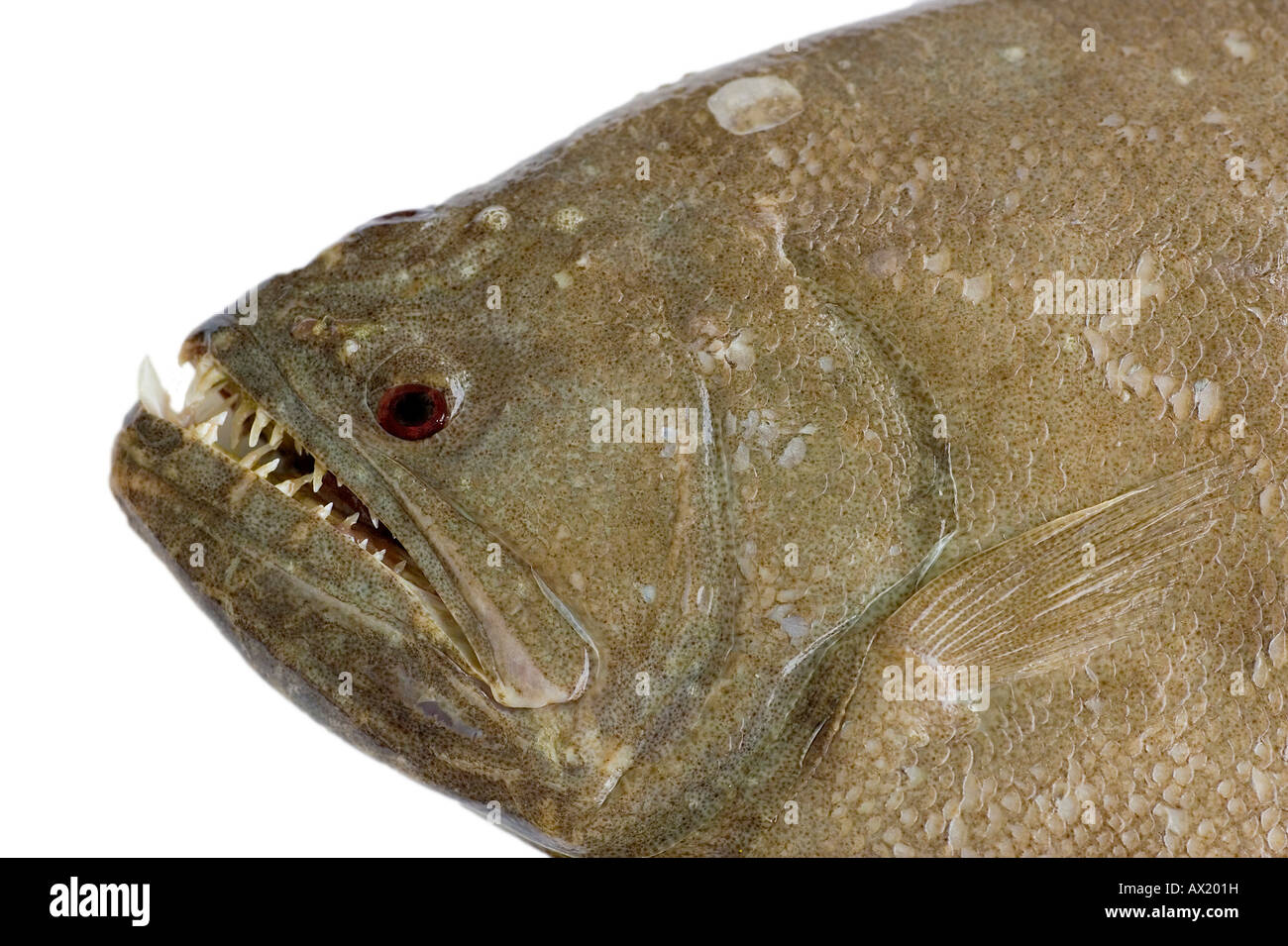 Flatfish indian halibut ( Psettodes Erumei Stock Photo, Royalty Free