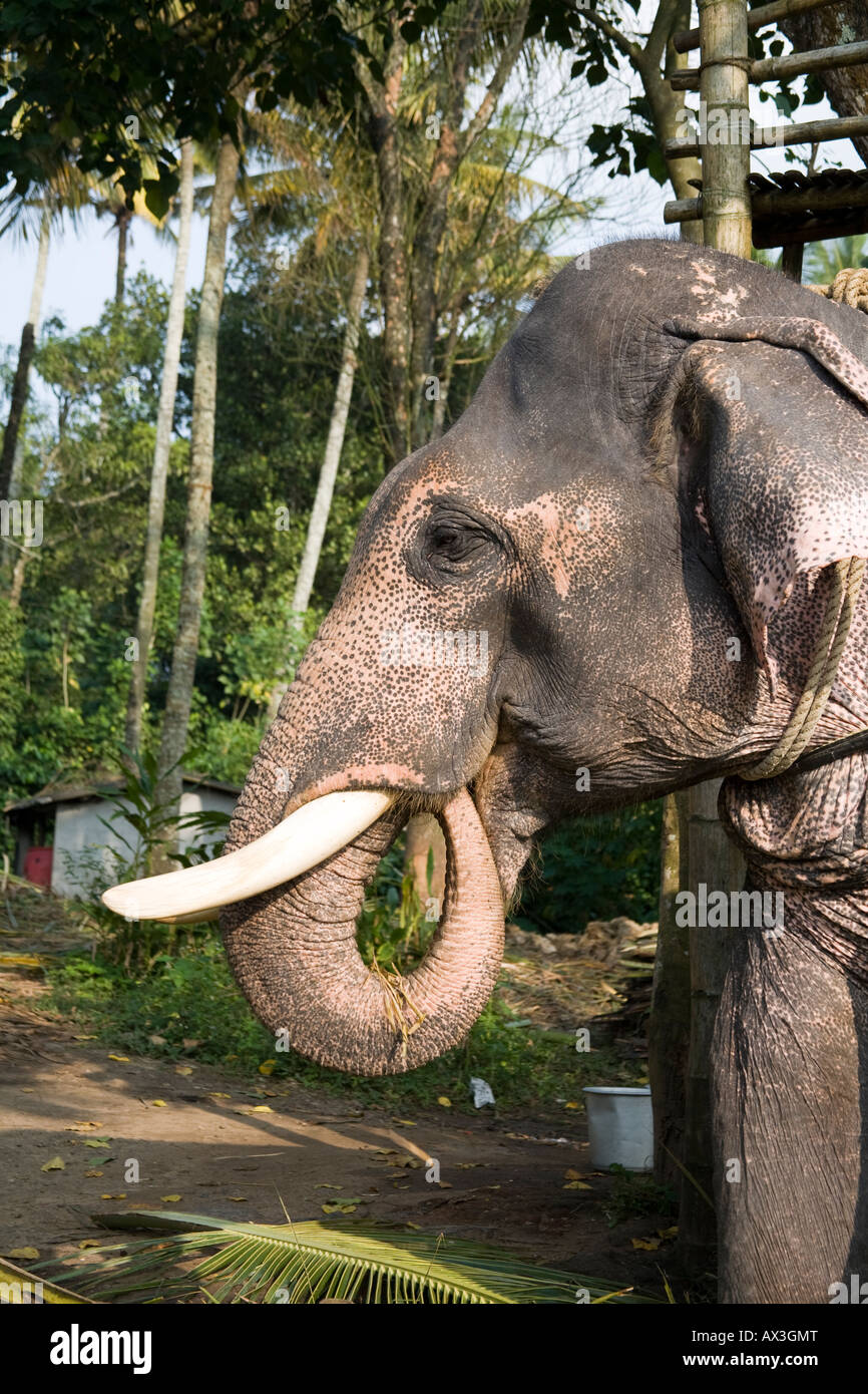 asian elephants eating what is a gingivitis strip