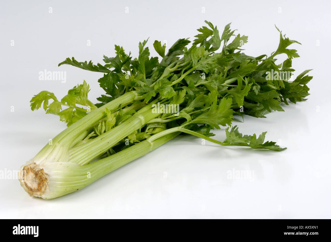 Blanching Celery Stock Photo 9565392 Alamy