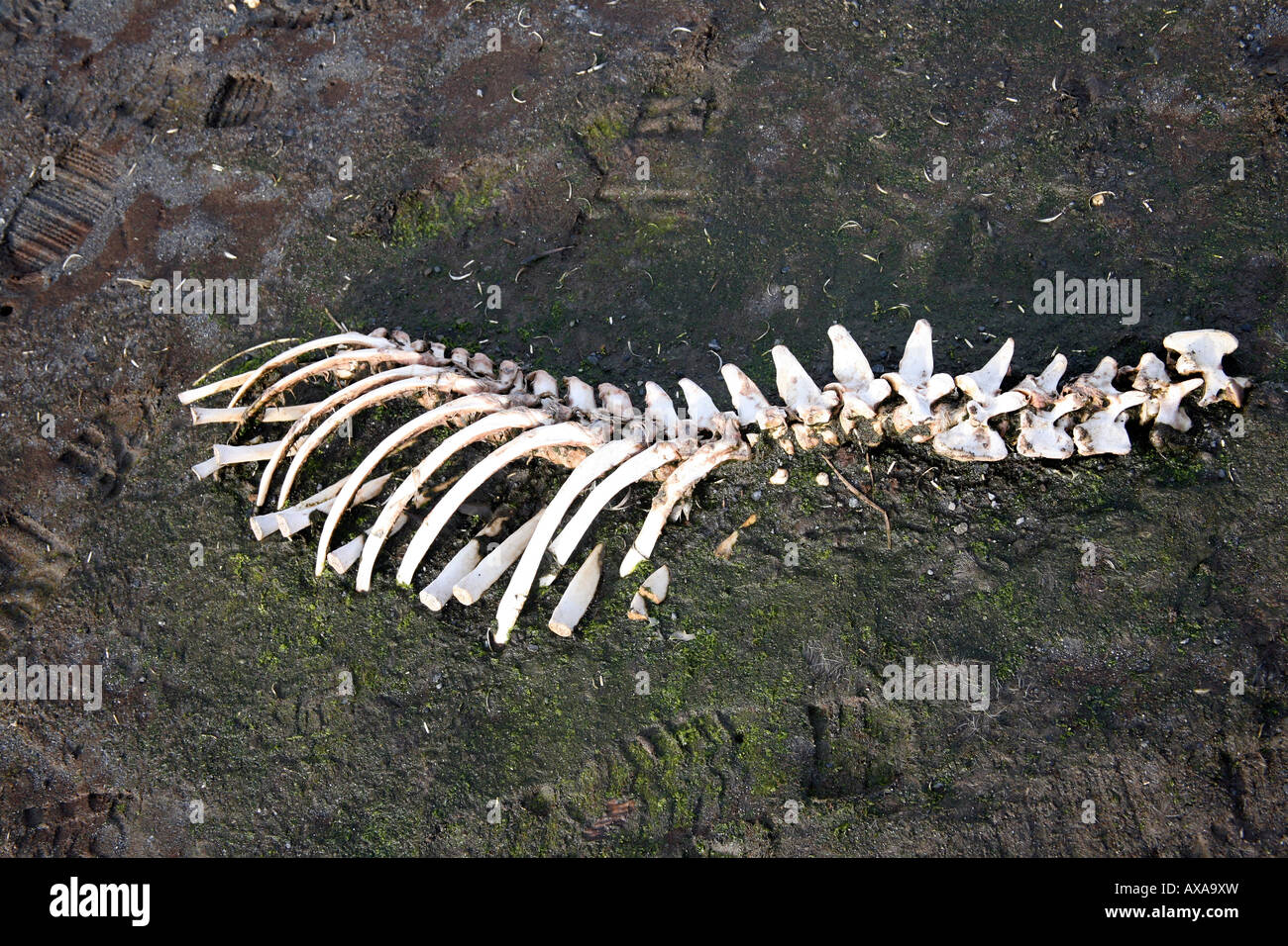 fur seal bones picked clean by scavengers on a beach Stock Photo 