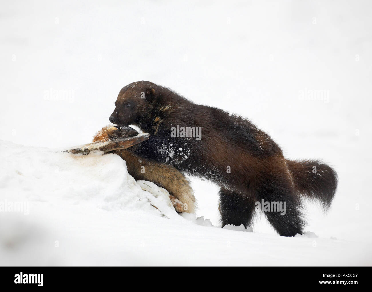 wolverine gulo gulo in snow with prey finland kuhmo AXC0GY