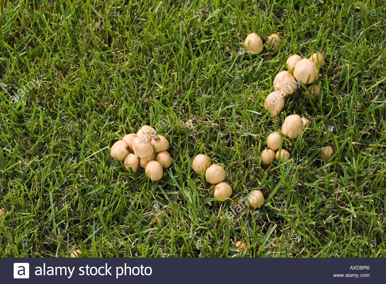 What does fungus in grass look like?