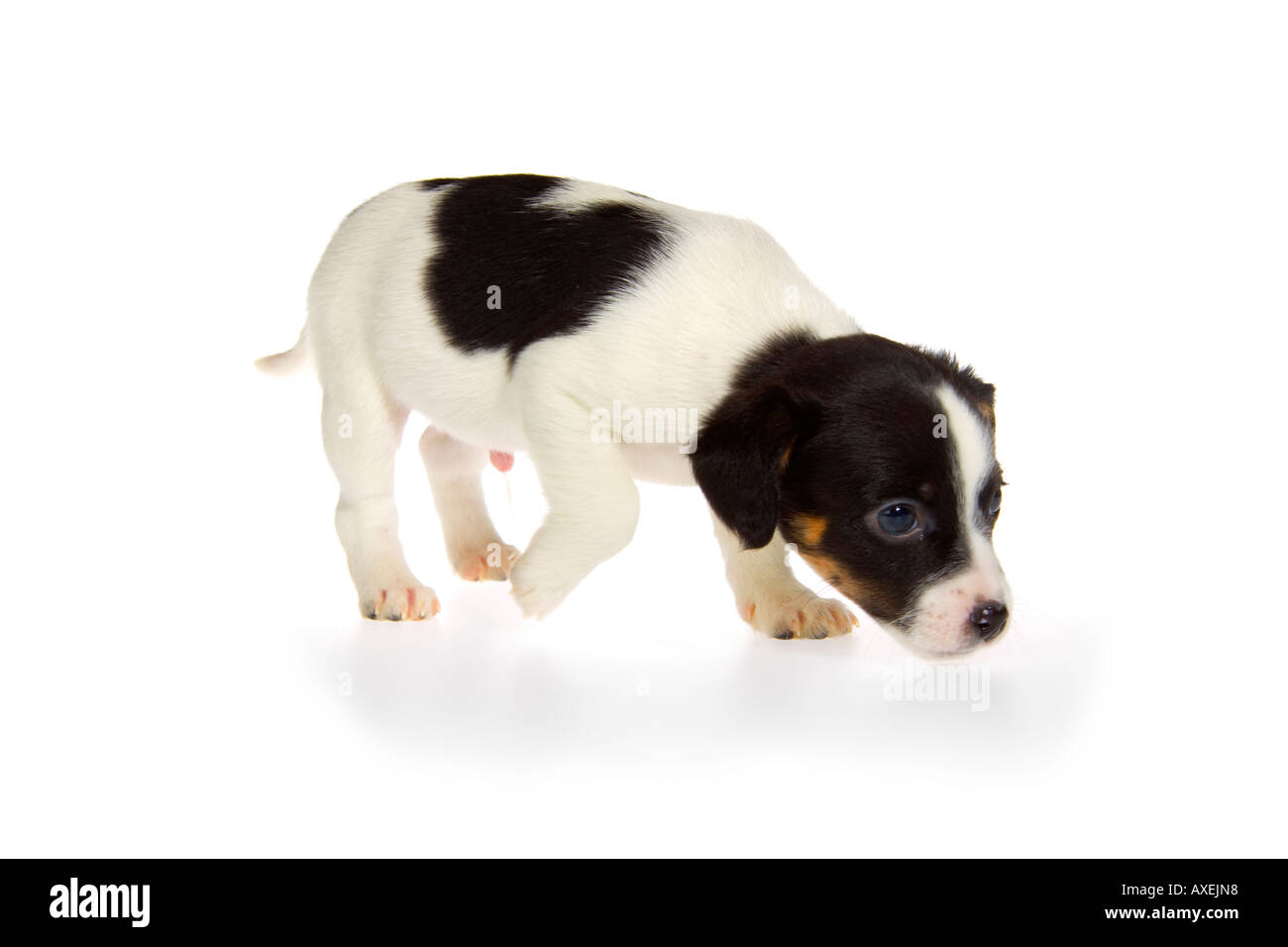 australian shepherd jack russell terrier black and white seven week old jack russell terrier puppy on white australian shepherd jack russell terrier black and white seven week old jack russell terrier puppy on white