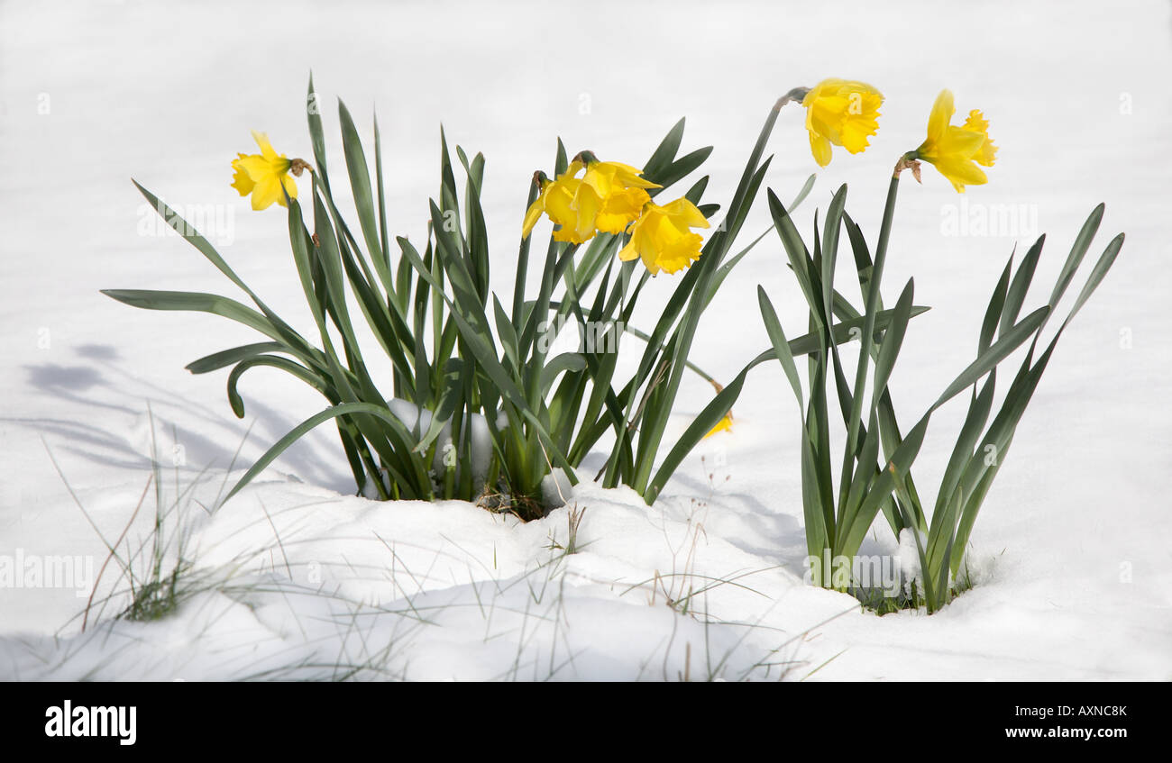 Image result for daffodils in the snow