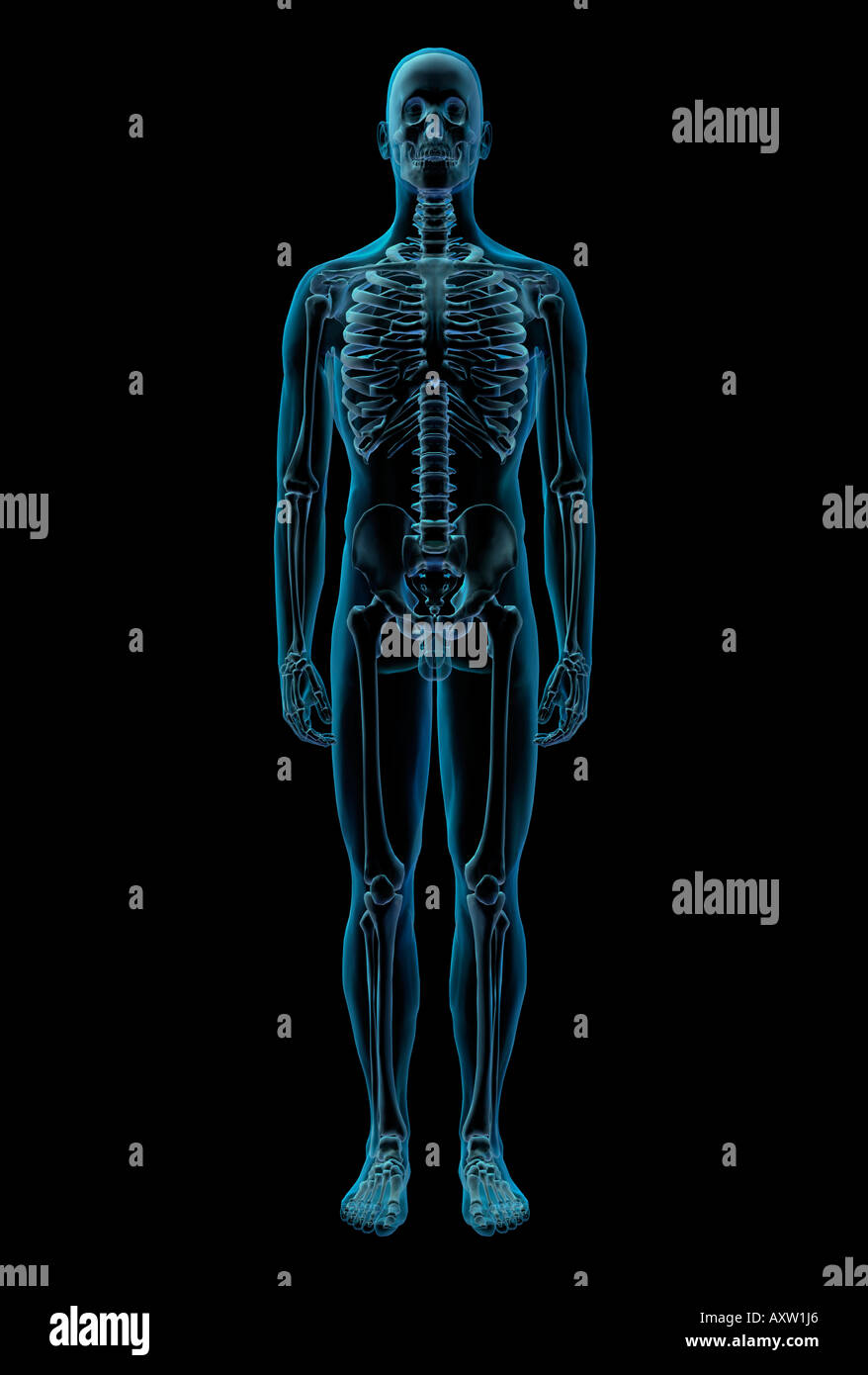 ray of the skeletal system Stock Photo, Royalty Free Image: 9668069 ... Biology Diagrams