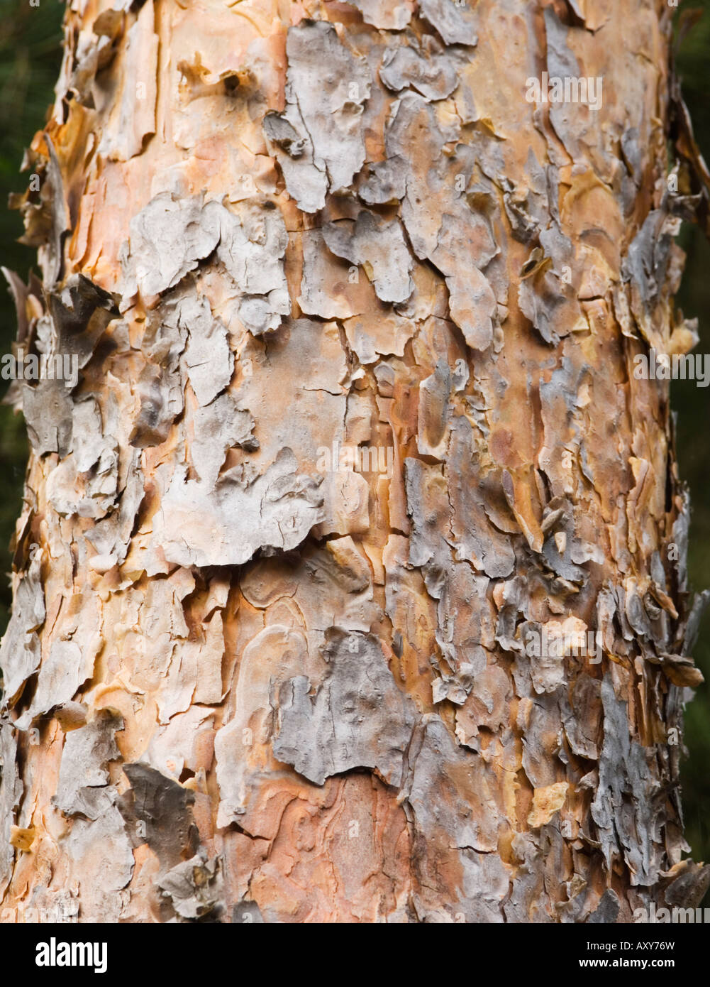 Pinus Sylvestris Detail Hi Res Stock Photography And Images Alamy