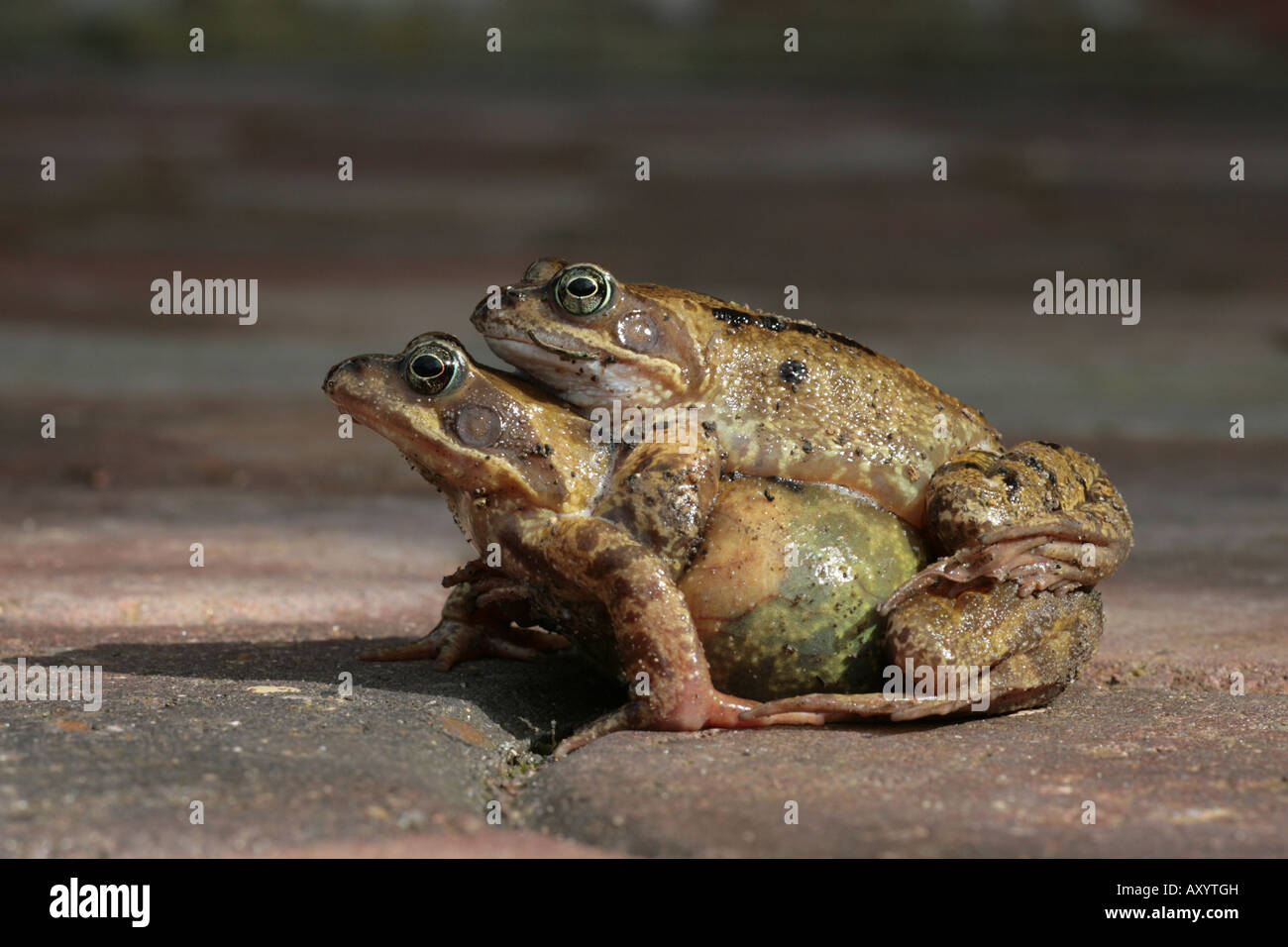 Common Frogs Rana Temporaria Mating On A Garden Patio Stock Photo Alamy