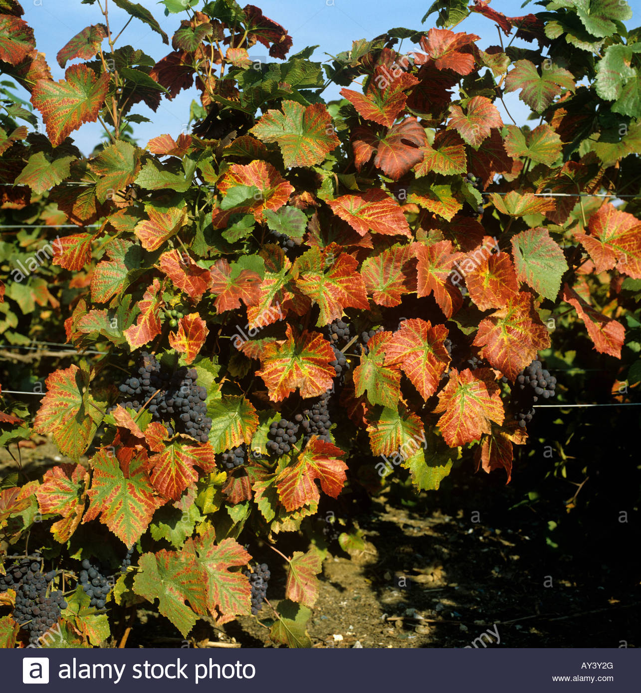 Magnesium deficiency symptoms on leaves of Pinot Noir wine grapes in