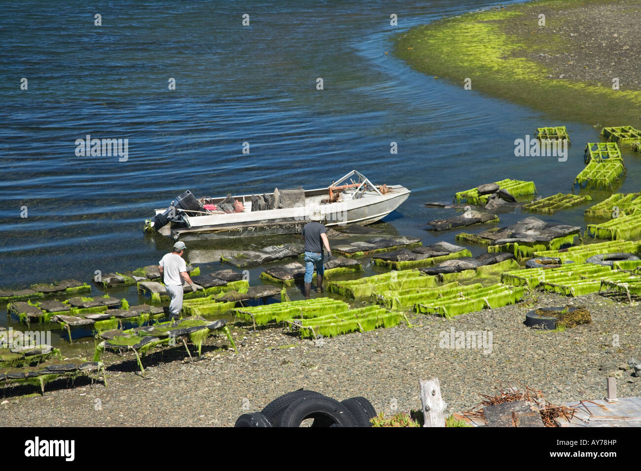 Oyster farm Stock Photo, Royalty Free Image 17015697 Alamy