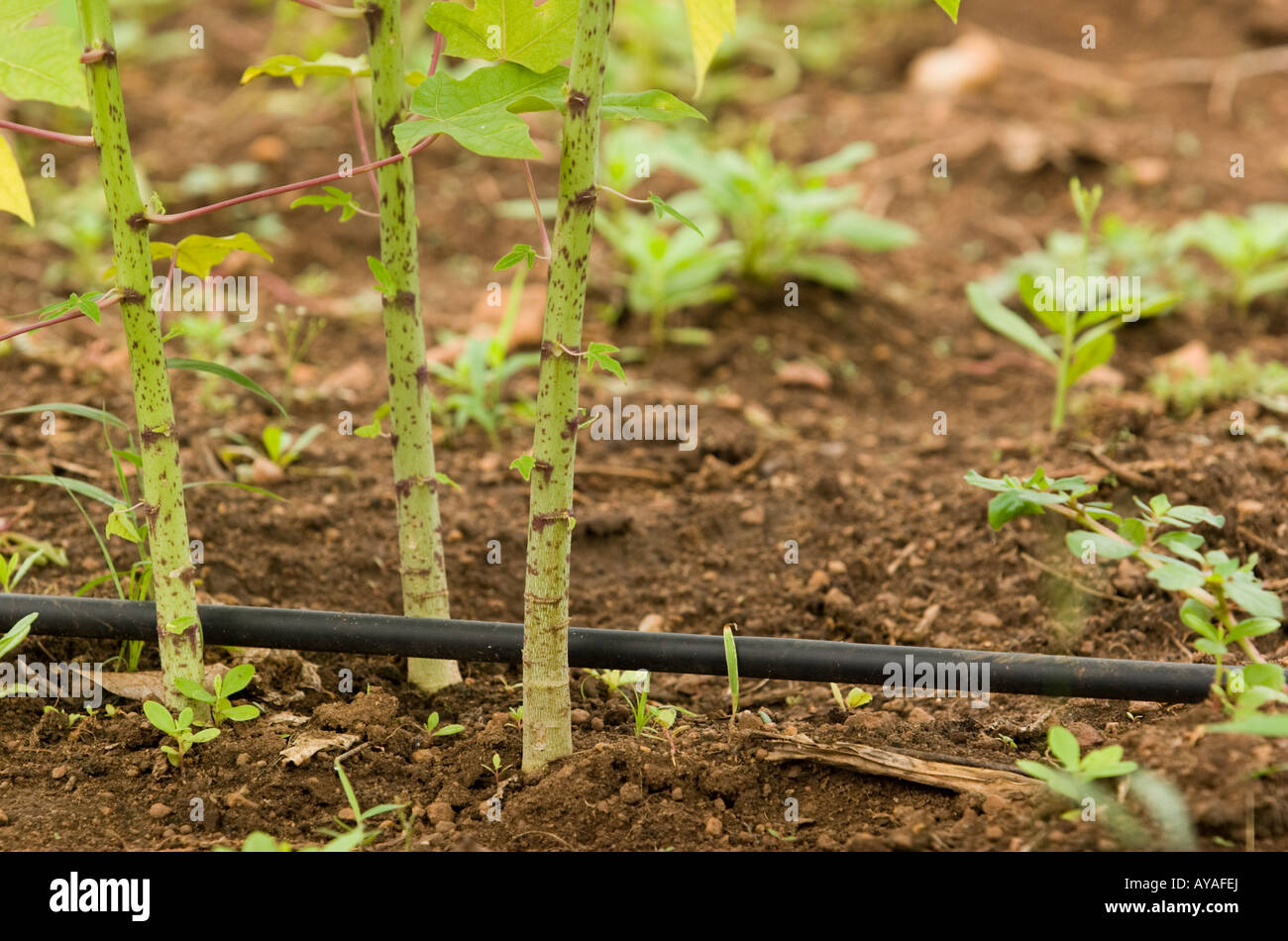 Pipes running through papaya plantation drip irrigation system Stock