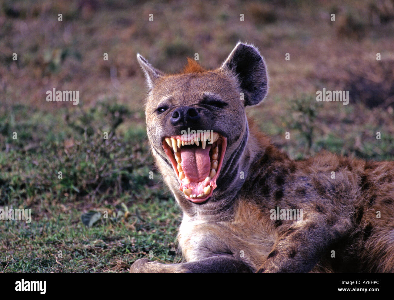 Spotted hyena baring teeth in the Masai Mara National ...