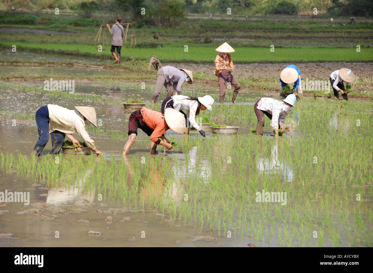 Viet Nam. Vietnamese rice workers planting in a rice paddy near Stock