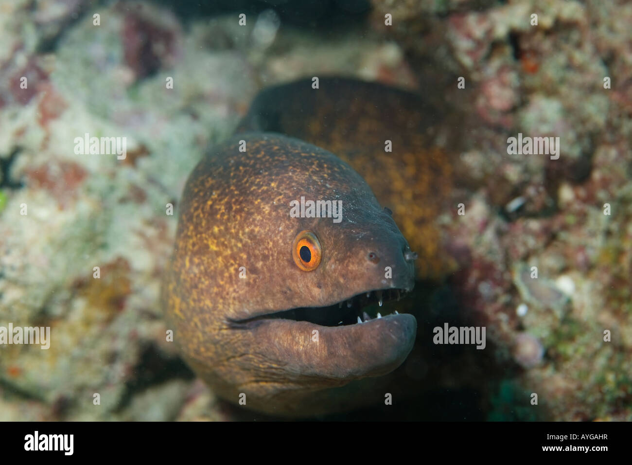 Africa Kenya Watamu Marine National Park Giant Moray Eel Gymnothorax