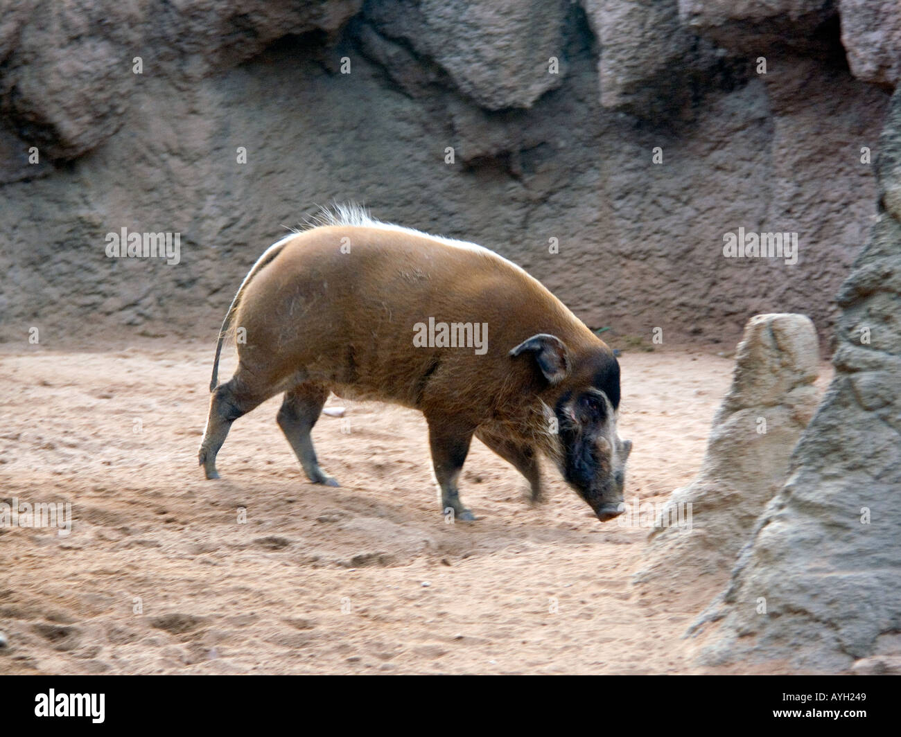 Red River Hog West African Bush Pig Potamochoerus Porcus Mammal Mammals Animal Animals Wildlife Tusk Tusks Tusker Red River Hog West African Bush Pig Potamochoerus Porcus Mammal Mammals Animal Animals Wildlife Tusk Tusks Tusker