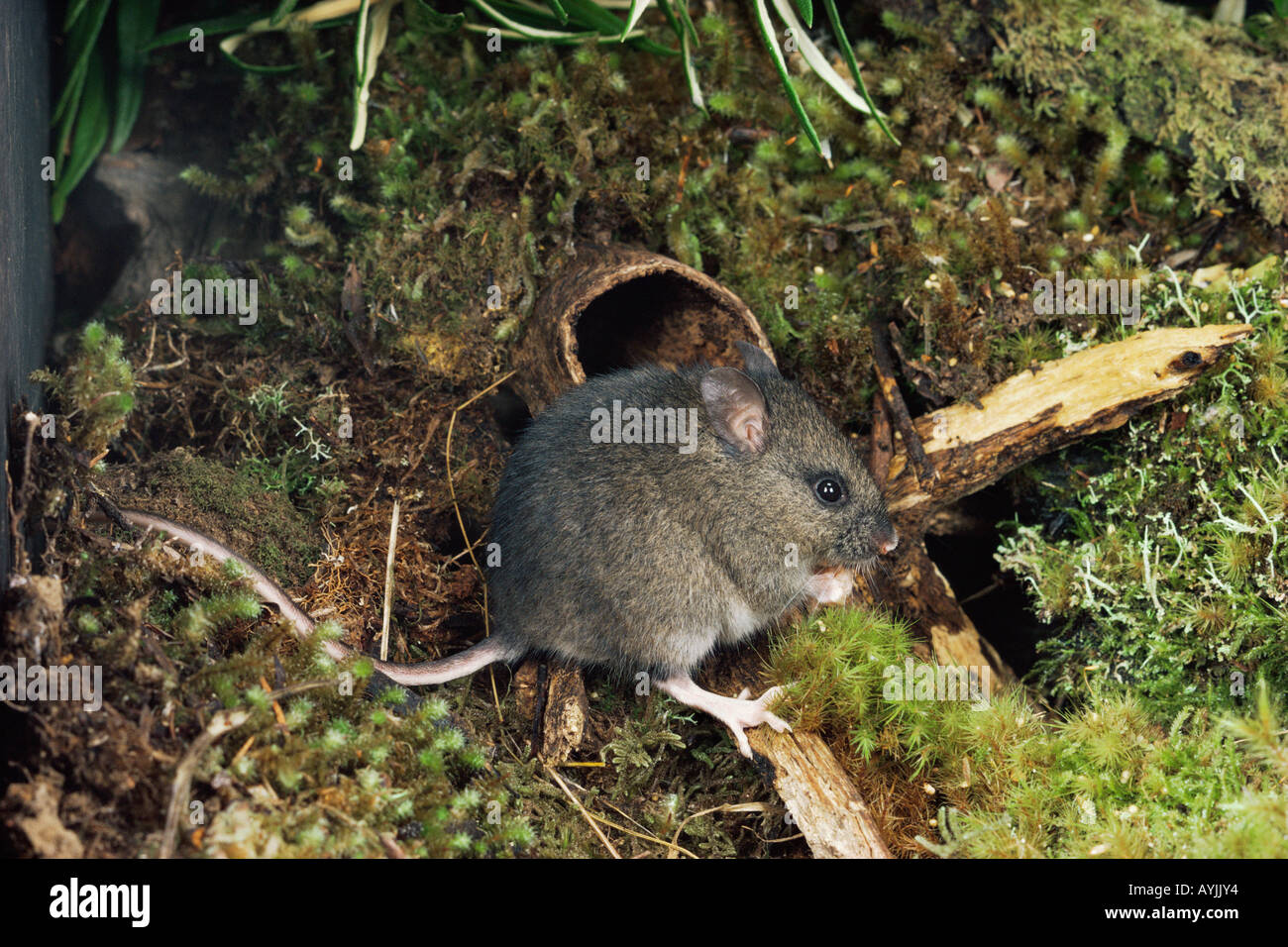 http://c8.alamy.com/comp/AYJJY4/long-tailed-mouse-pseudomys-higginsi-tasmanian-endemic-photographed-AYJJY4.jpg