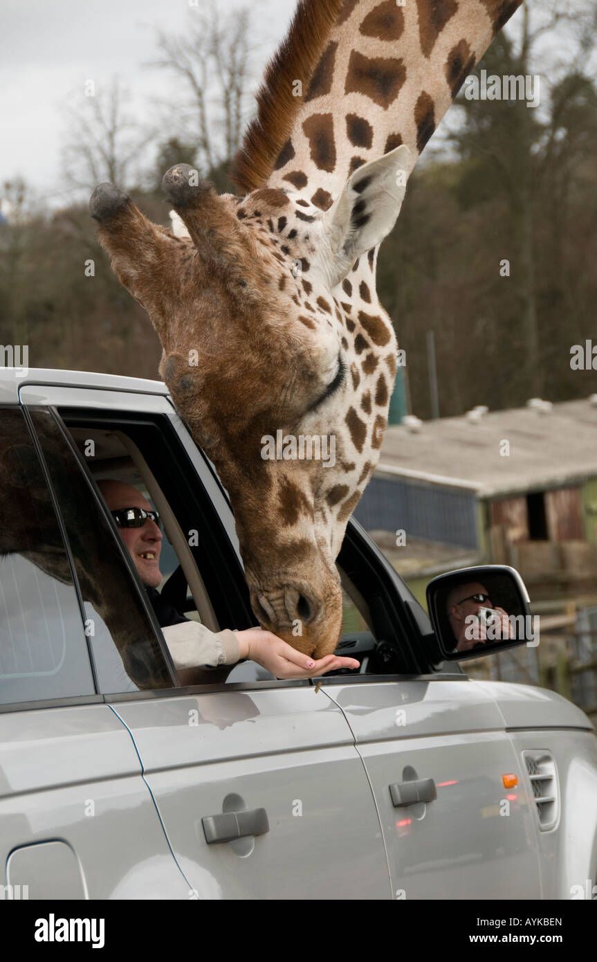http://c8.alamy.com/comp/AYKBEN/person-in-car-hand-feeding-a-tame-docile-giraffe-at-west-midlands-AYKBEN.jpg