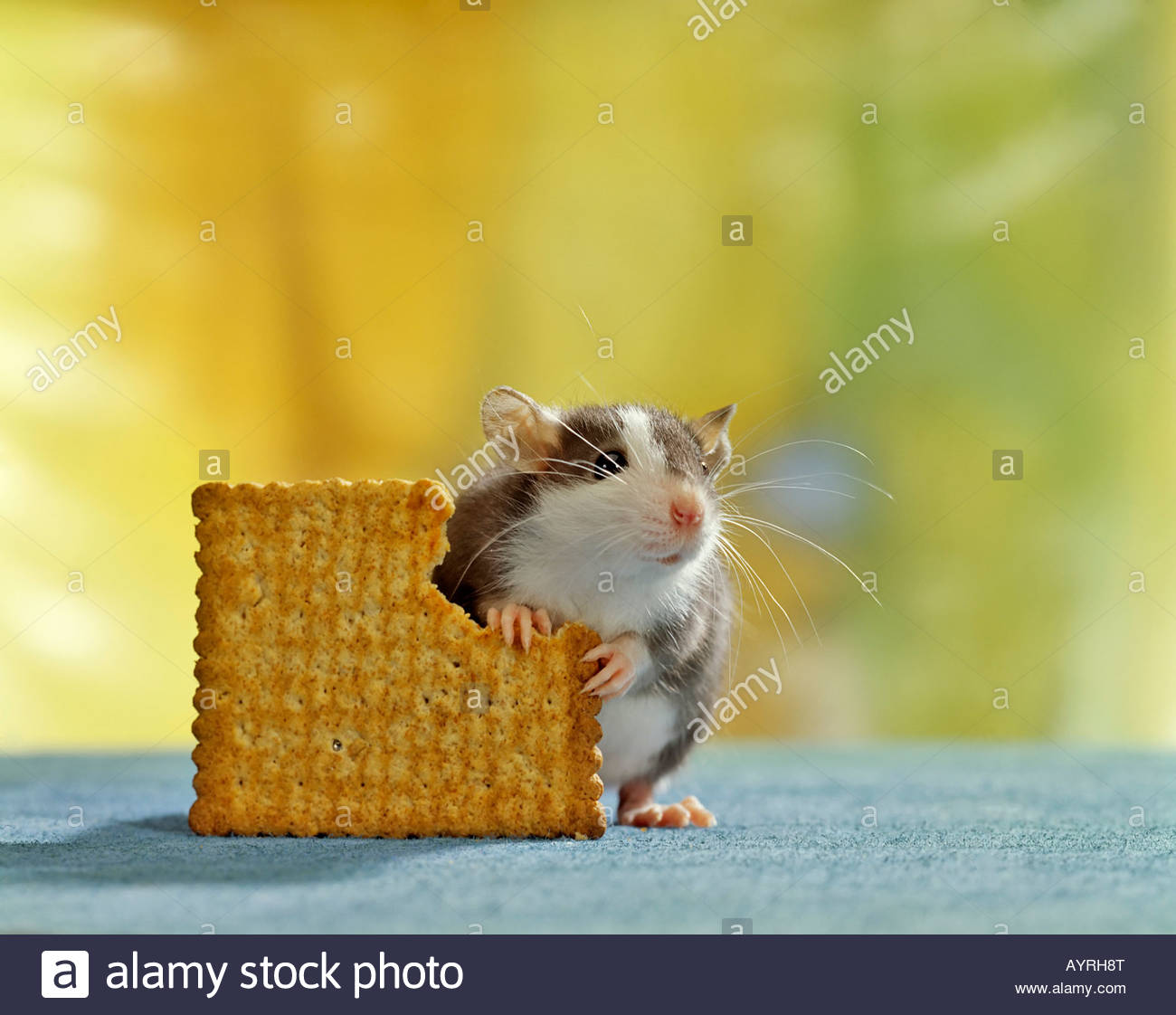 Fancy Rat, pet rat (Rattus norvegicus domesticus) nibbling on a Stock