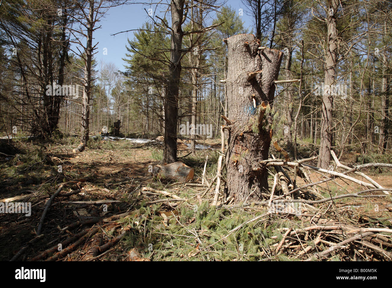 Selective Logging Stock Photo, Royalty Free Image: 17226207 - Alamy
