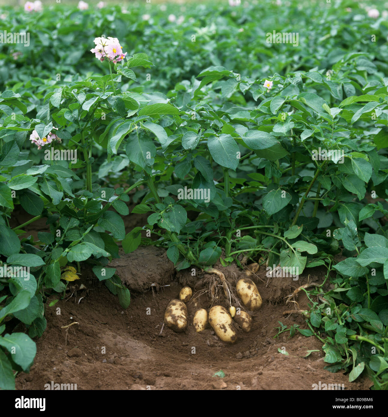 Mature Potatos 45