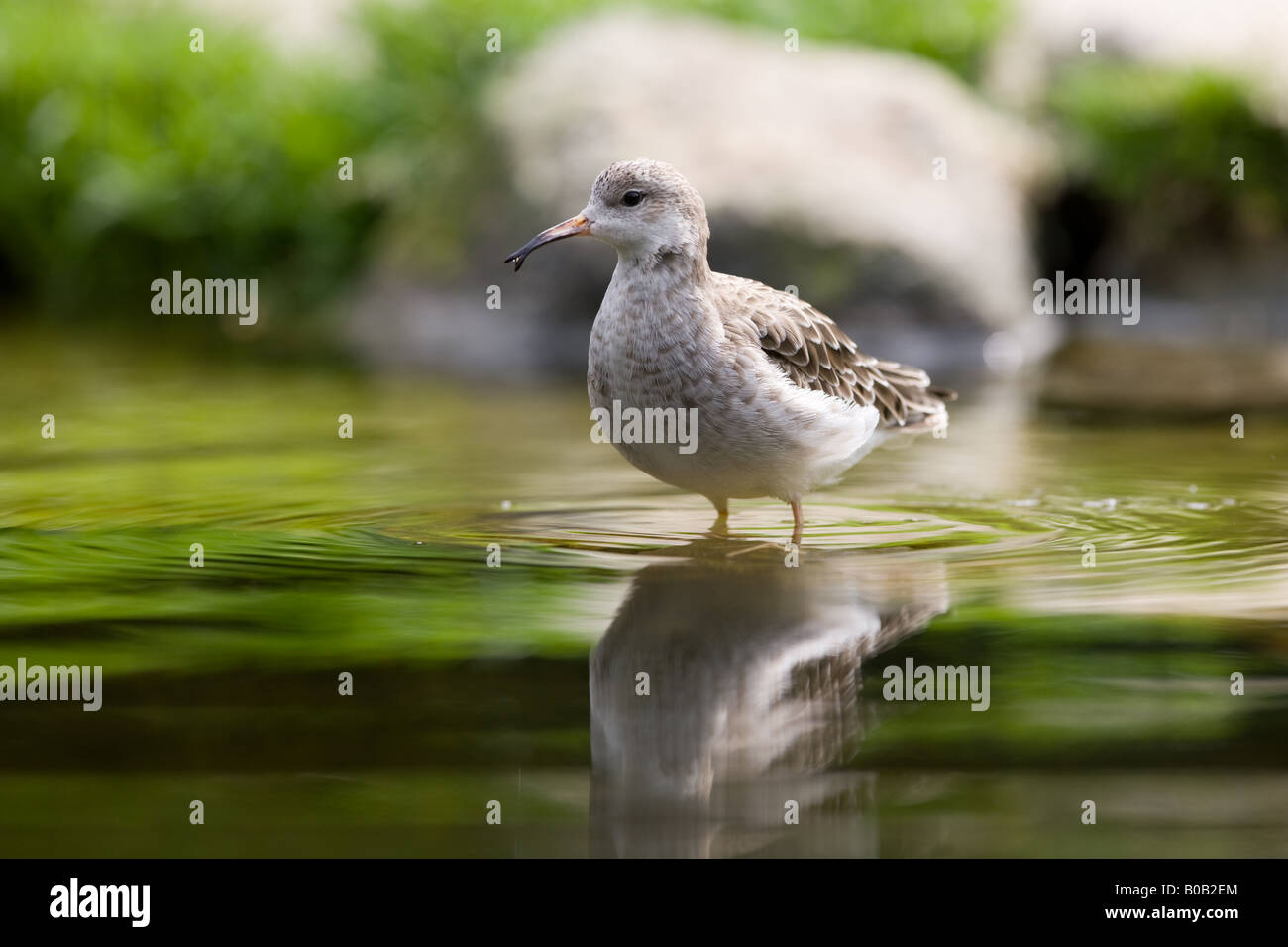 Female Ruff Philomachus Pugnax Stock Photo Alamy