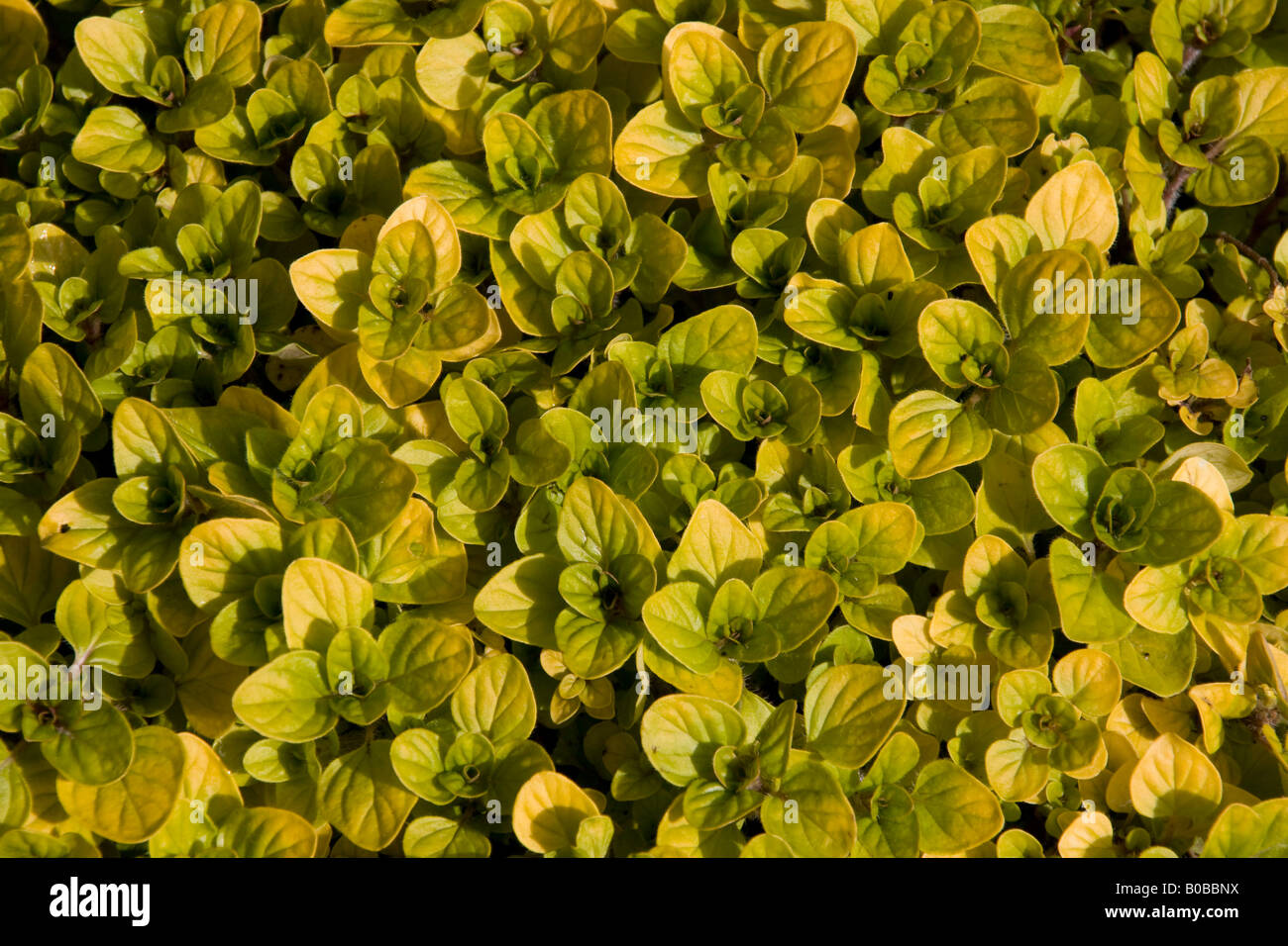 Golden Marjoram leaves Stock Photo, Royalty Free Image 17461078 Alamy