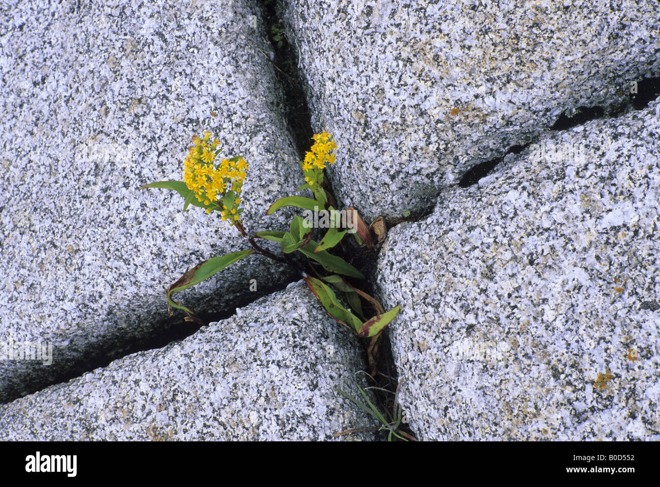 Flower growing out of cracks in a rock, Nova Scotia, Canada Stock Photo