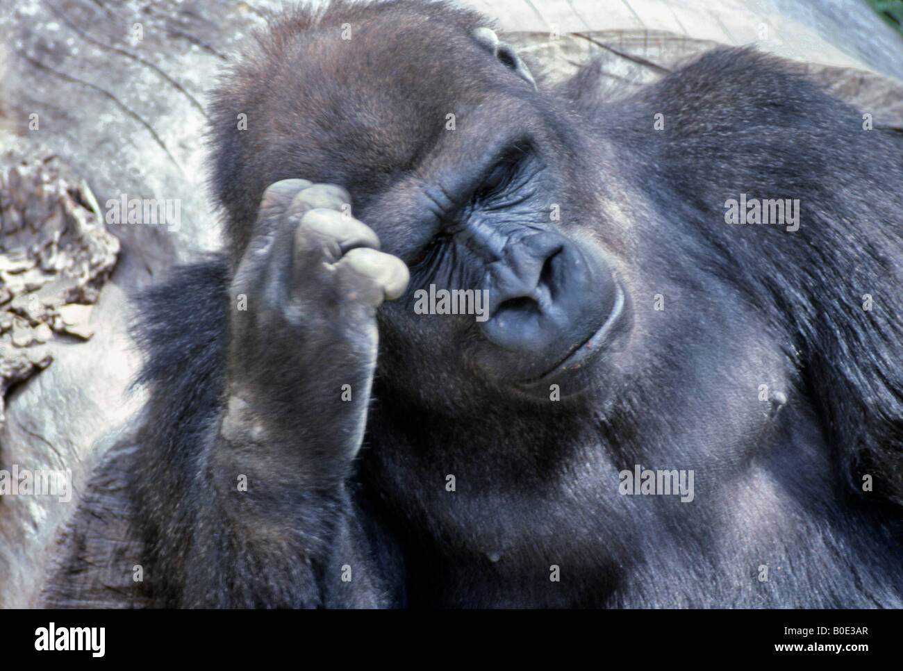 gorilla-scratching-head-B0E3AR.jpg