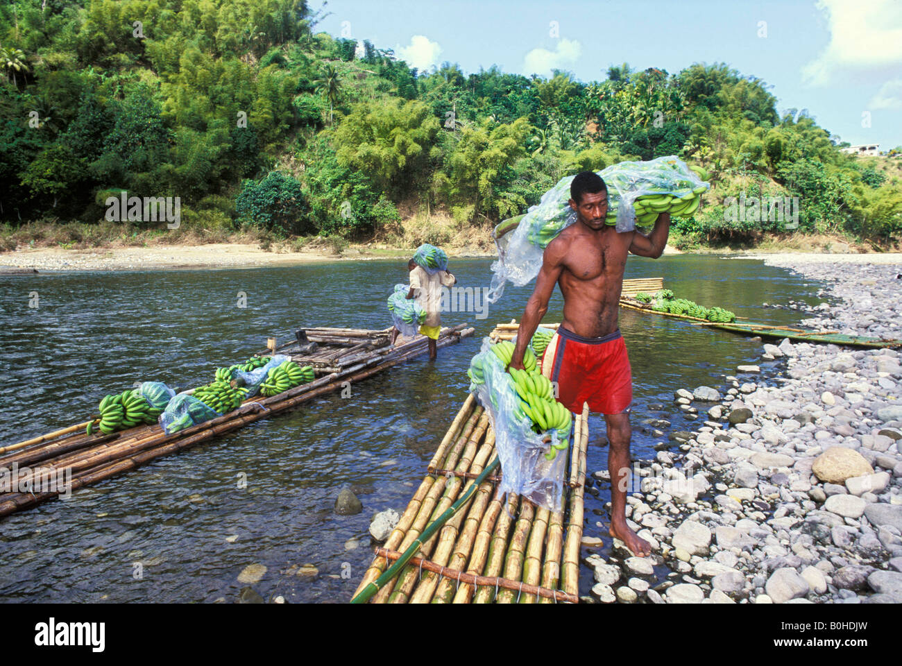Freshly harvested bananas transported on bamboo rafts on the river