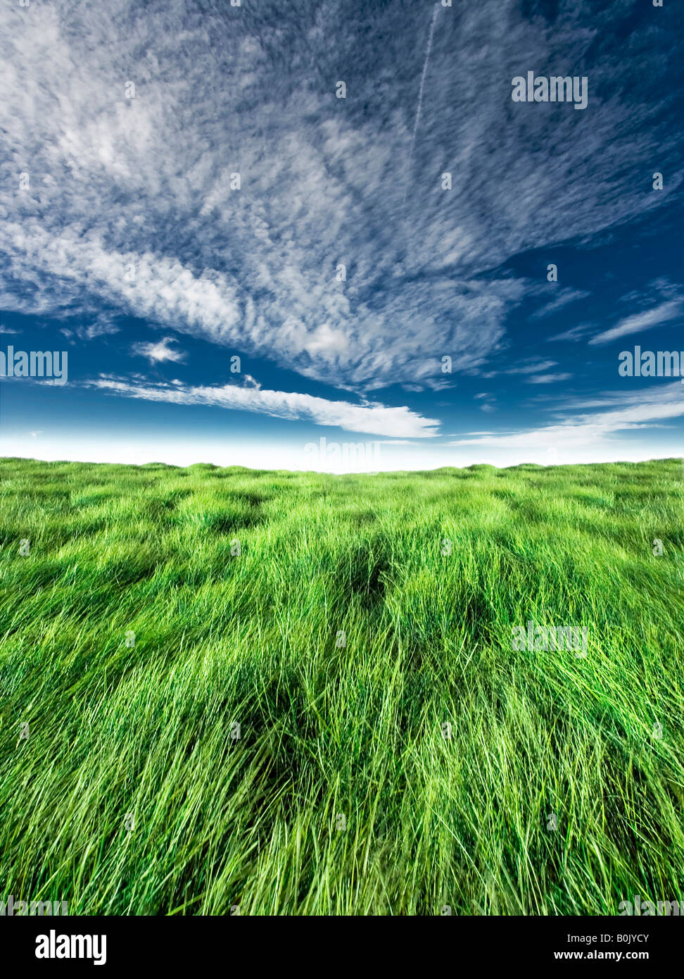 Blue Sky With High Green Grass Horizon Shot Suitable For Design