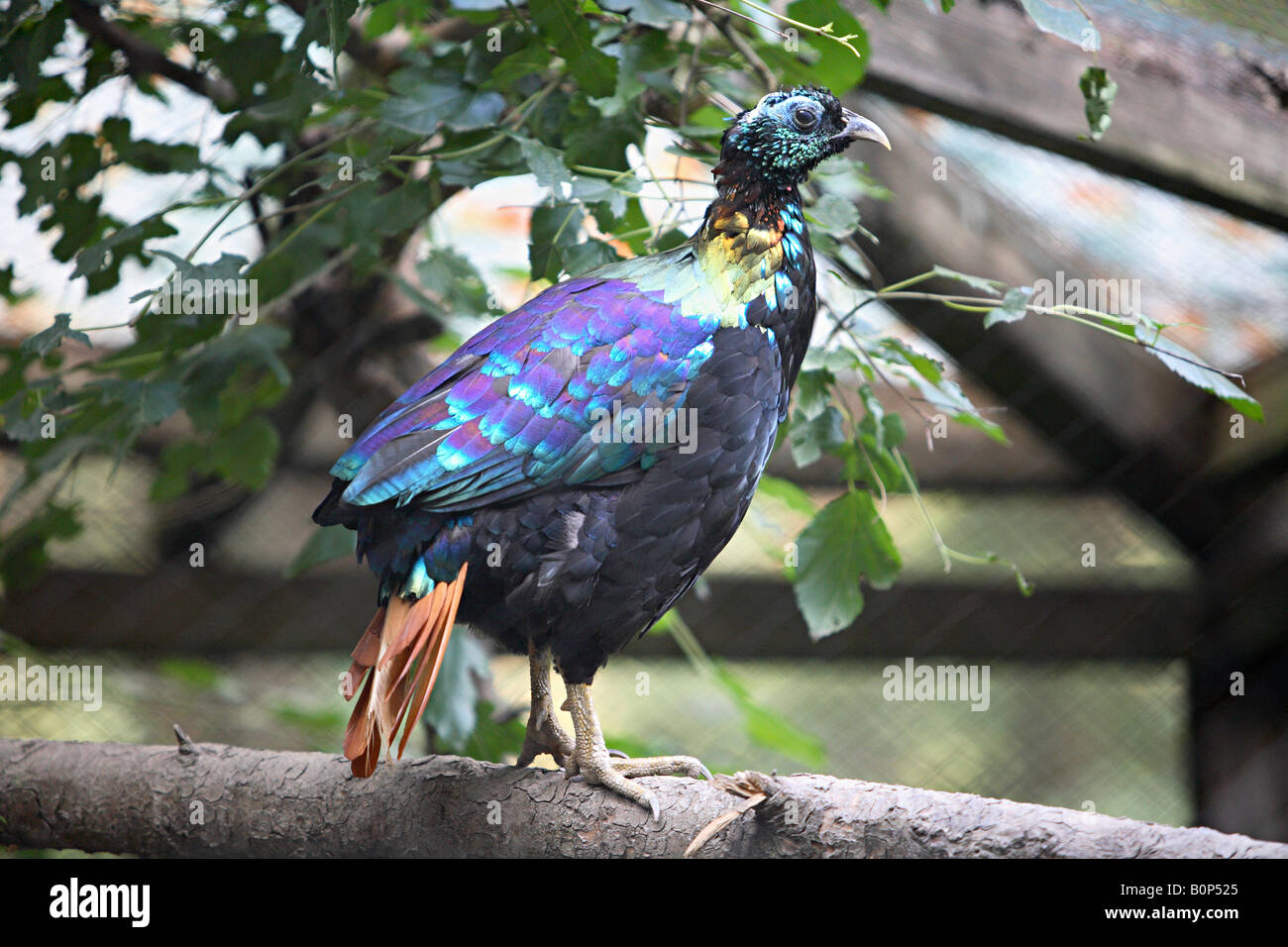Monal Pheasant (Lophophorus impejanus) in captivity National Bird of