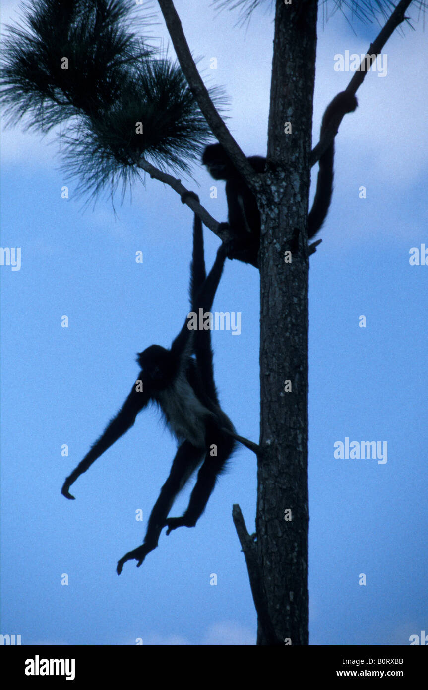 black-spider-monkeys-hanging-by-their-ta