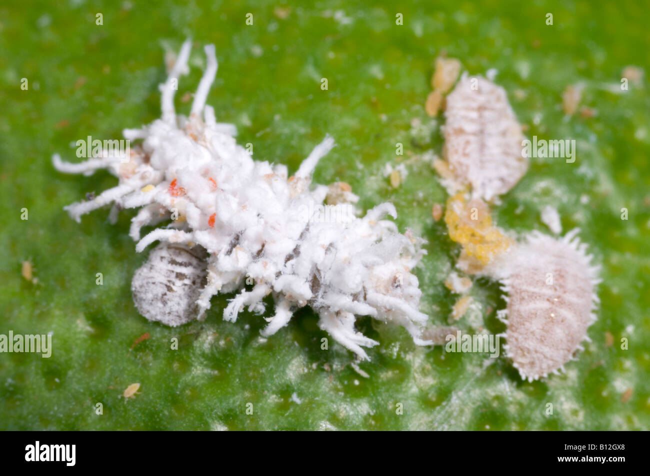 Cryptolaemus ladybird beetle larva attacking citrus mealybugs Stock