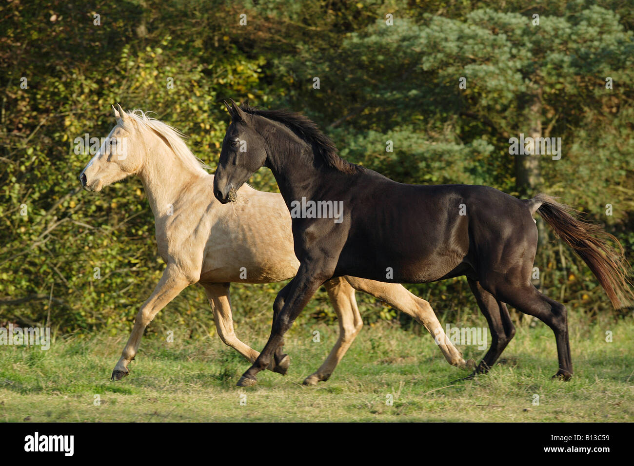 Angloarabian Horse And Akhalteke Walking On Meadow Stock Photo
